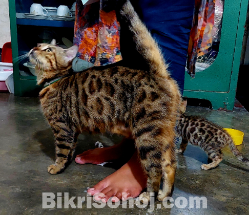 Bengal cat